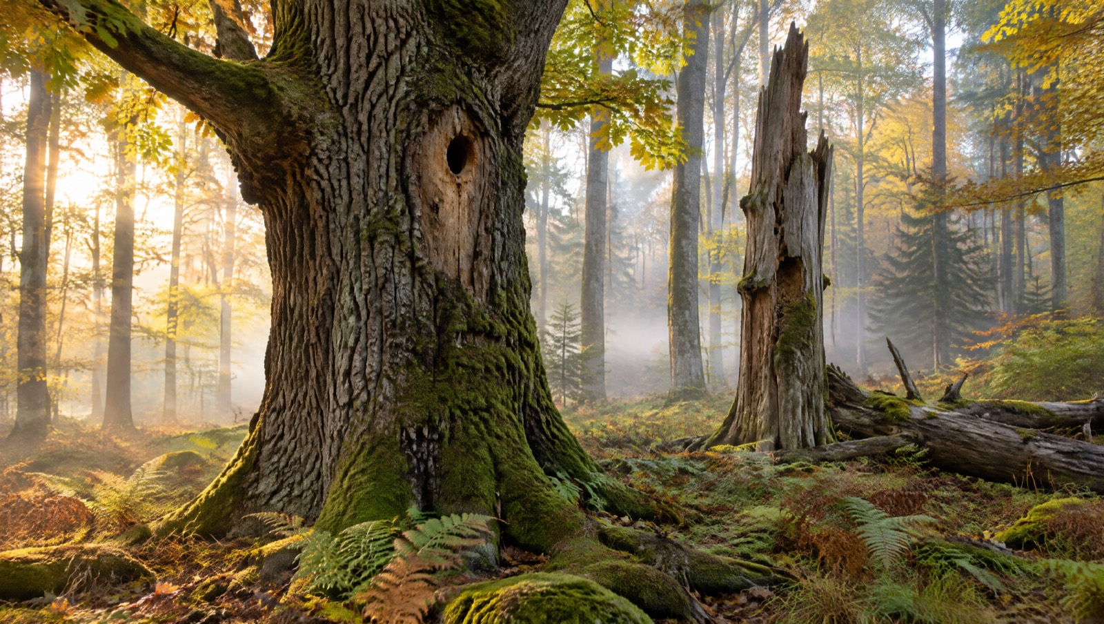 Alte Eiche mit Specht-Höhle im Nebel eines herbstlichen Laubwalds, daneben stehendes Totholz
