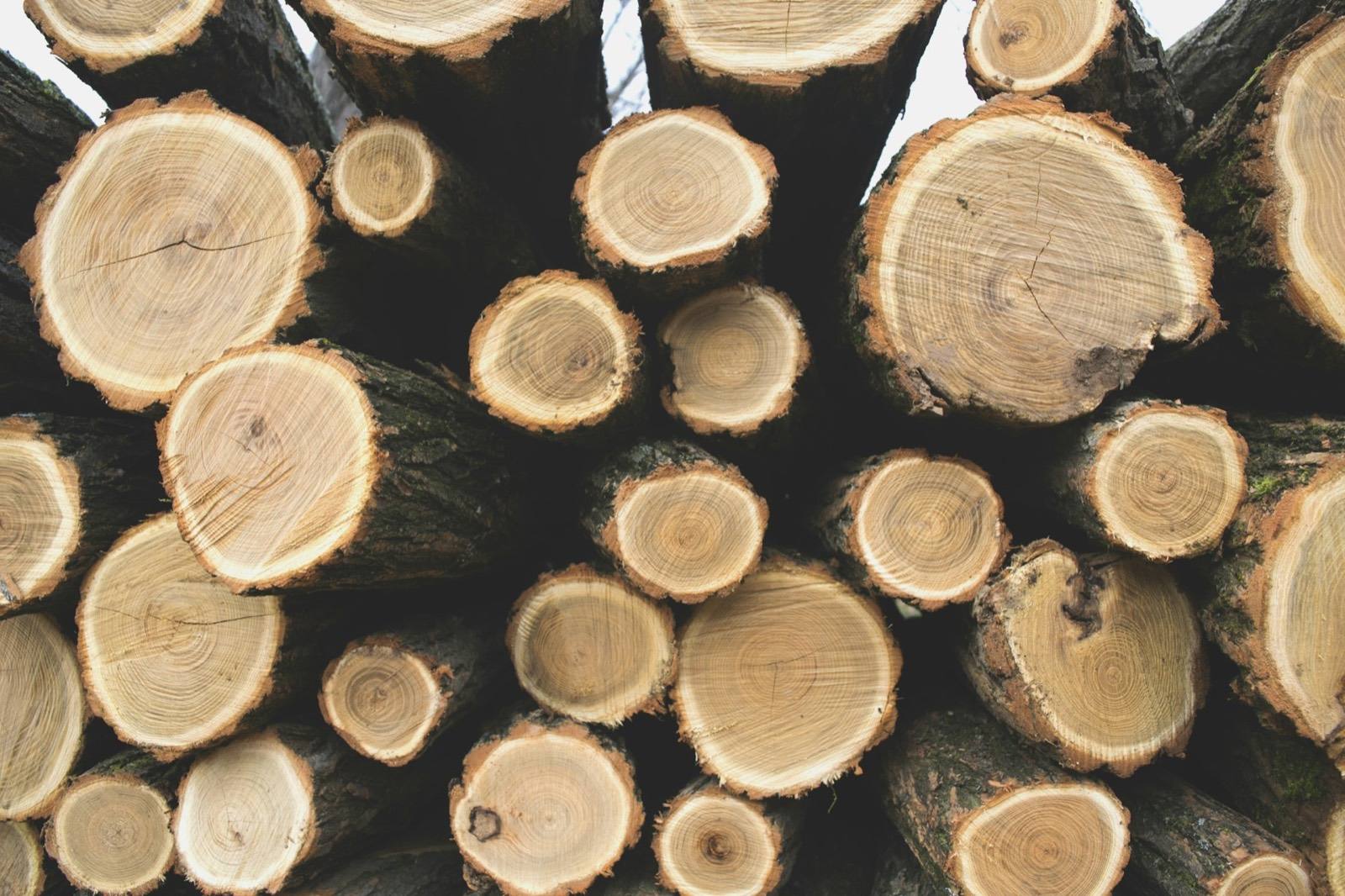 Holzpolter mit frisch eingeschlagenen Fichtenstämmen — Rundholz ist 2026 knapp und teuer