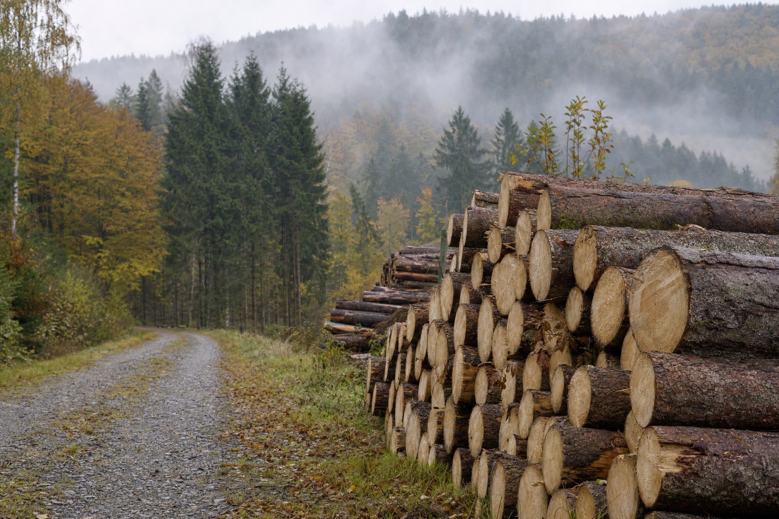 Frisch eingeschlagene Fichtenstämme an einem herbstlichen Waldweg im Lipper Bergland